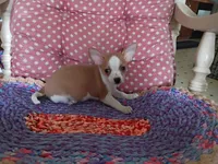 Koda, a male Chihuahua for sale in Grovespring, MO – 3 of 10