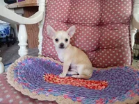 Copper, a male Chihuahua for sale in Grovespring, MO – 3 of 8