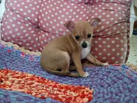 Rosie, a female Chihuahua for sale in Grovespring, MO – 2 of 5