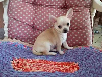 Copper, a male Chihuahua for sale in Grovespring, MO – 8 of 8