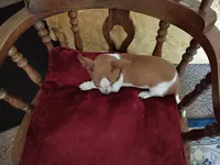 Scotty, a male Chihuahua for sale in Grovespring, MO – 8 of 8