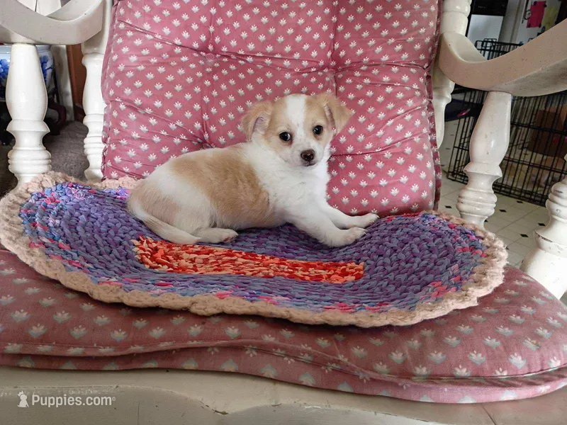 Tod – Chihuahua puppy for sale in Grovespring, MO