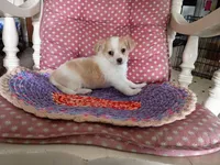 Tod, a male Chihuahua for sale in Grovespring, MO – 1 of 8