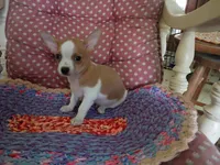Koda, a male Chihuahua for sale in Grovespring, MO – 8 of 10