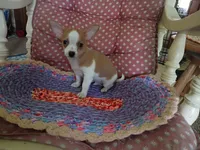 Koda, a male Chihuahua for sale in Grovespring, MO – 2 of 10