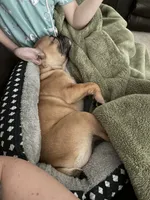 Lucy, a female French Bulldog for sale in Queen Creek, AZ – 2 of 6