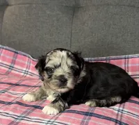 Baby blue eyes, a female Shih Tzu and Shorkie for sale in Chicago, IL – 4 of 10