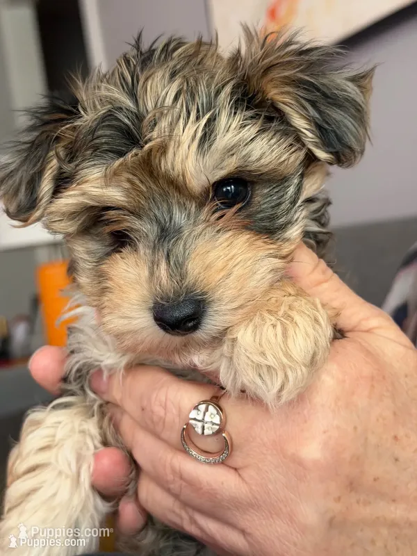 Foxy girl – Yorkipoo, Yorkshire Terrier puppy for sale in Chicago, IL