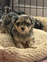 Foxy girl, a female Yorkipoo and Yorkshire Terrier for sale in Chicago, IL – 7 of 9
