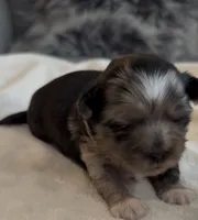 Dixie, a female Shih Tzu and Shorkie for sale in Chicago, IL – 5 of 9