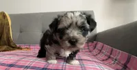 Baby blue eye, a female Shih Tzu and Shorkie for sale in Chicago, IL – 10 of 10