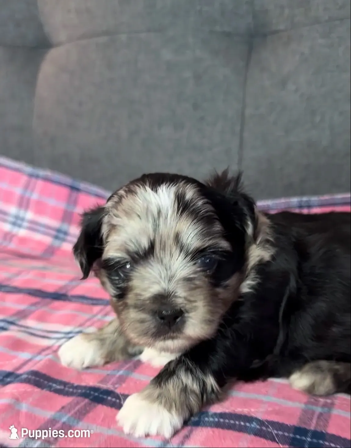 Baby blue eyes, a female Shih Tzu and Shorkie for sale in Chicago, IL – 7 of 10