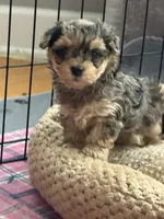 Sophia, a female Yorkipoo and Yorkshire Terrier for sale in Chicago, IL – 2 of 7