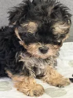 Tiny tot, a male Yorkipoo and Yorkshire Terrier for sale in Chicago, IL – 10 of 10
