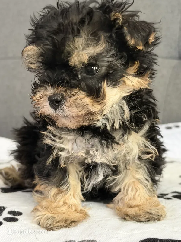 Tiny tot – Yorkipoo, Yorkshire Terrier puppy for sale in Chicago, IL