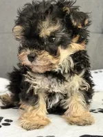 Tiny tot, a male Yorkipoo and Yorkshire Terrier for sale in Chicago, IL – 1 of 10