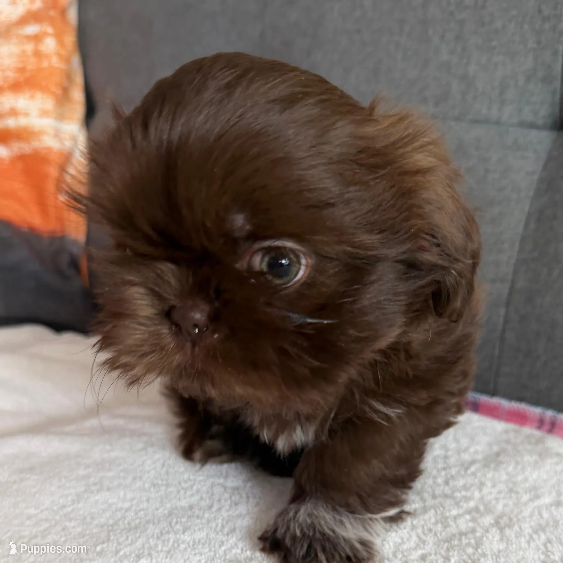 Chocolate boy – Shih Tzu, Shorkie puppy for sale in Chicago, IL