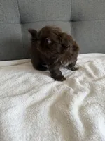 Chocolate boy, a male Shorkie for sale in Chicago, IL – Photo 7 of 10