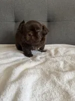 Chocolate boy, a male Shorkie for sale in Chicago, IL – Photo 5 of 10