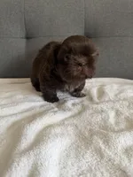 Chocolate boy, a male Shorkie for sale in Chicago, IL – Photo 6 of 10