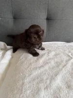 Chocolate boy, a male Shorkie for sale in Chicago, IL – Photo 10 of 10