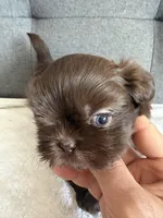 Chocolate boy, a male Shorkie for sale in Chicago, IL – Photo 2 of 10