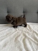 Chocolate boy, a male Shorkie for sale in Chicago, IL – Photo 9 of 10