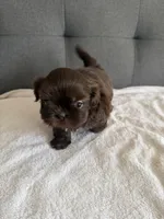 Chocolate boy, a male Shorkie for sale in Chicago, IL – Photo 4 of 10