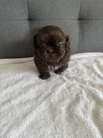 Chocolate boy, a male Shorkie for sale in Chicago, IL – Photo 8 of 10