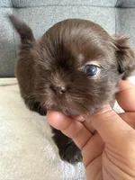Chocolate boy, a male Shorkie for sale in Chicago, IL – Photo 3 of 10