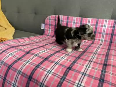 Baby blue eye, a female Shih Tzu and Shorkie for sale in Chicago, IL – 8 of 10