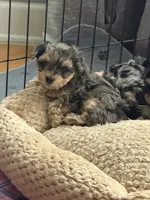 Sophia, a female Yorkipoo and Yorkshire Terrier for sale in Chicago, IL – 3 of 7