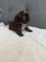 Happy boy, a male Shih Tzu for sale in Chicago, IL – Photo 9 of 10