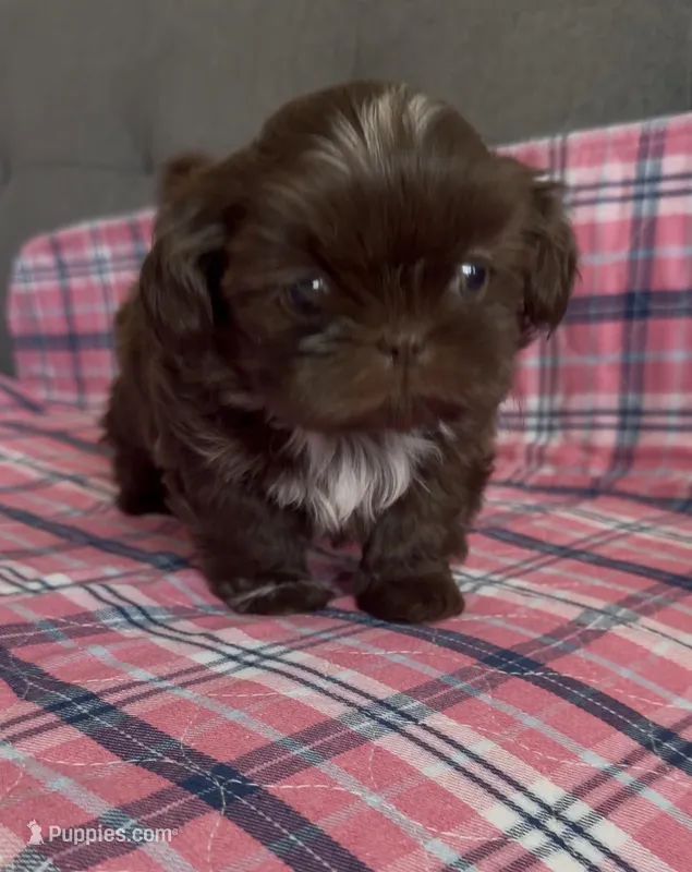 Happy boy – Shih Tzu, Shorkie puppy for sale in Chicago, IL