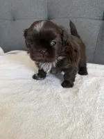 Happy boy, a male Shih Tzu for sale in Chicago, IL – Photo 5 of 10