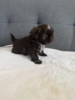 Happy boy, a male Shih Tzu for sale in Chicago, IL – Photo 7 of 10