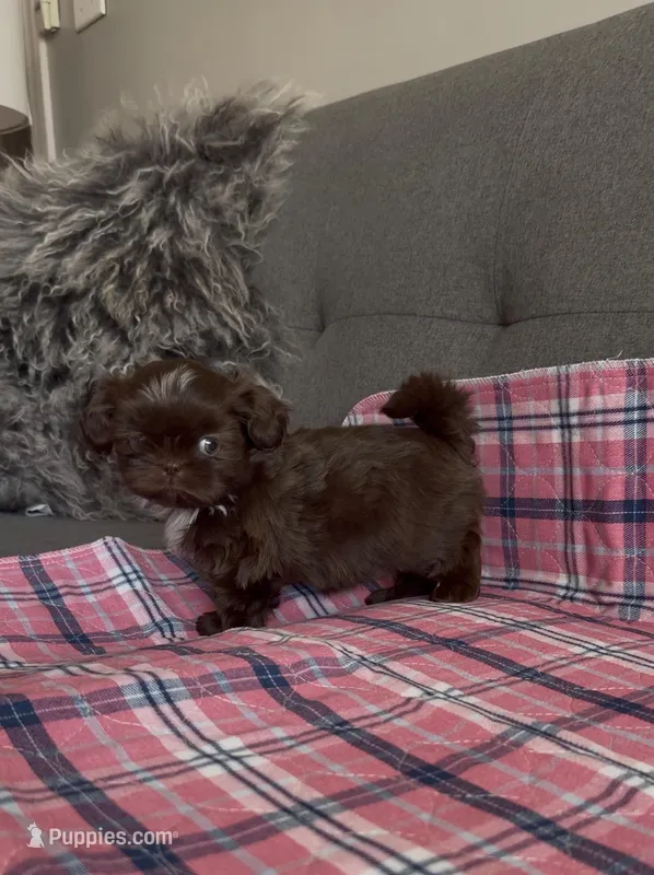 Happy boy – Shih Tzu, Shorkie puppy for sale in Chicago, IL