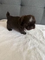 Happy boy, a male Shih Tzu for sale in Chicago, IL – Photo 8 of 10