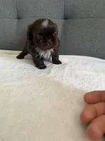 Happy boy, a male Shih Tzu for sale in Chicago, IL – Photo 6 of 10