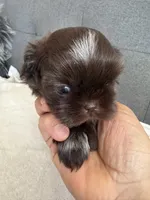 Happy boy, a male Shih Tzu for sale in Chicago, IL – Photo 1 of 10