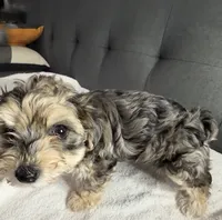 Foxy girl, a female Yorkipoo and Yorkshire Terrier for sale in Chicago, IL – 3 of 9