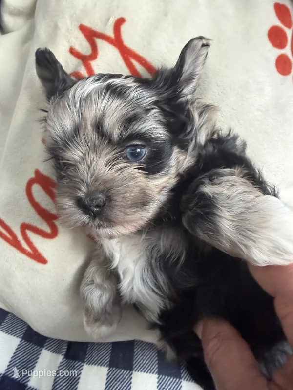 Baby blue eye – Shih Tzu, Shorkie puppy on hold in Chicago, IL
