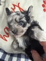 Baby blue eye, a female Shih Tzu and Shorkie for sale in Chicago, IL – 1 of 10