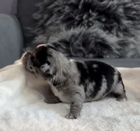 Margo, a female Shih Tzu and Shorkie for sale in Chicago, IL – 7 of 10