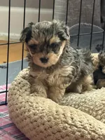 Sophia, a female Yorkipoo and Yorkshire Terrier for sale in Chicago, IL – 6 of 7