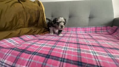 Baby blue eye, a female Shih Tzu and Shorkie for sale in Chicago, IL – 7 of 10