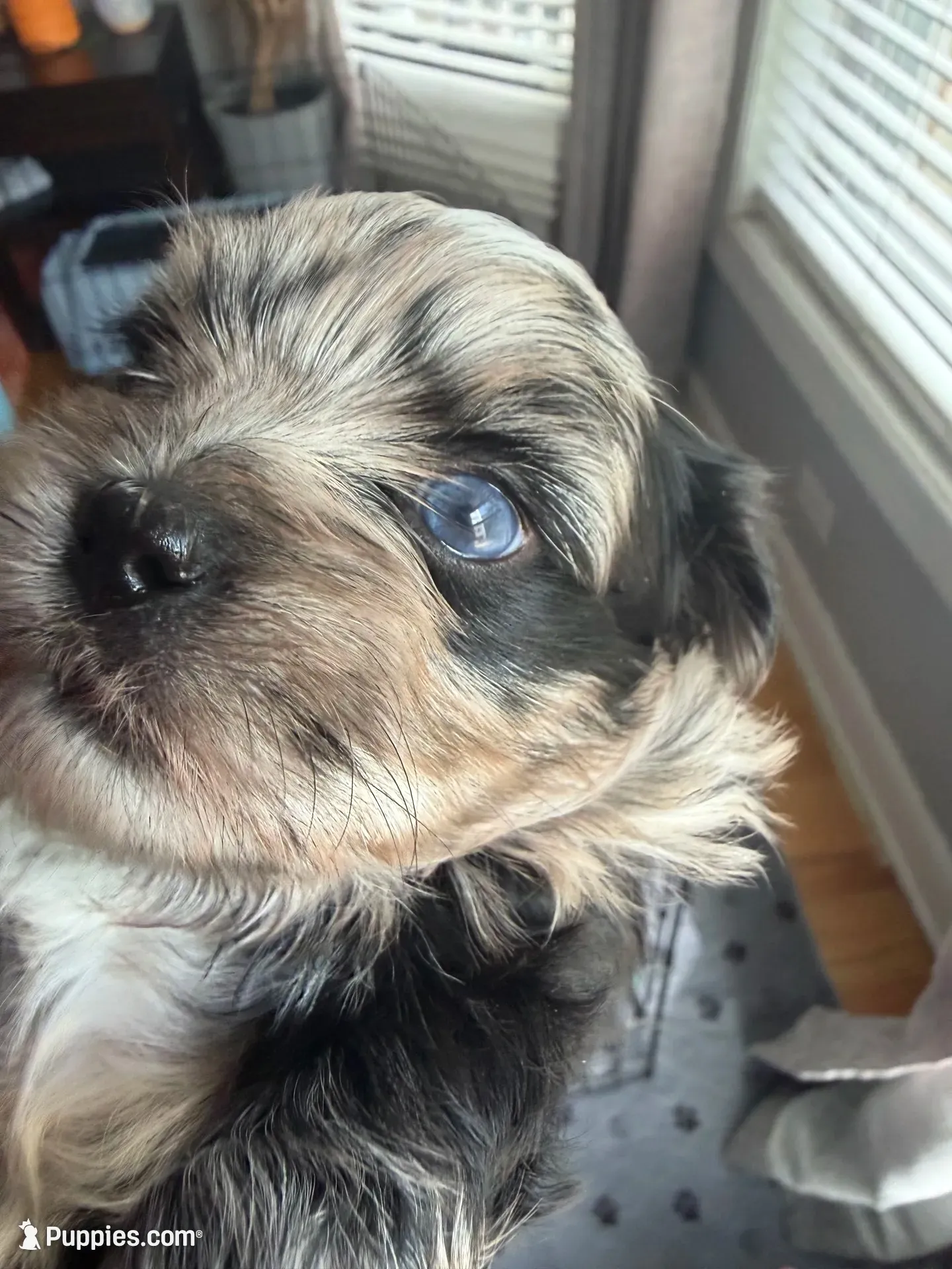 Baby blue eyes, a female Shih Tzu and Shorkie for sale in Chicago, IL – 1 of 10