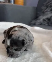 Margo, a female Shih Tzu and Shorkie for sale in Chicago, IL – 9 of 10