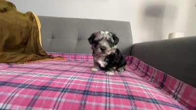 Baby blue eye, a female Shih Tzu and Shorkie for sale in Chicago, IL – 4 of 10