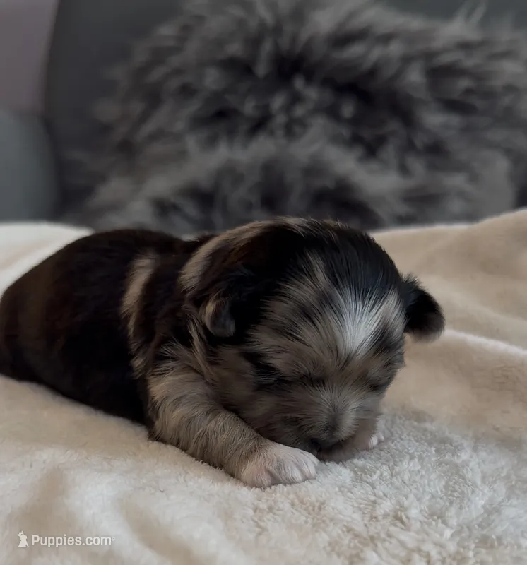 Dixie – Shih Tzu, Shorkie puppy for sale in Chicago, IL